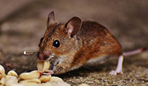 24 Hour & Emergency Exterminators in Bountiful, UT
